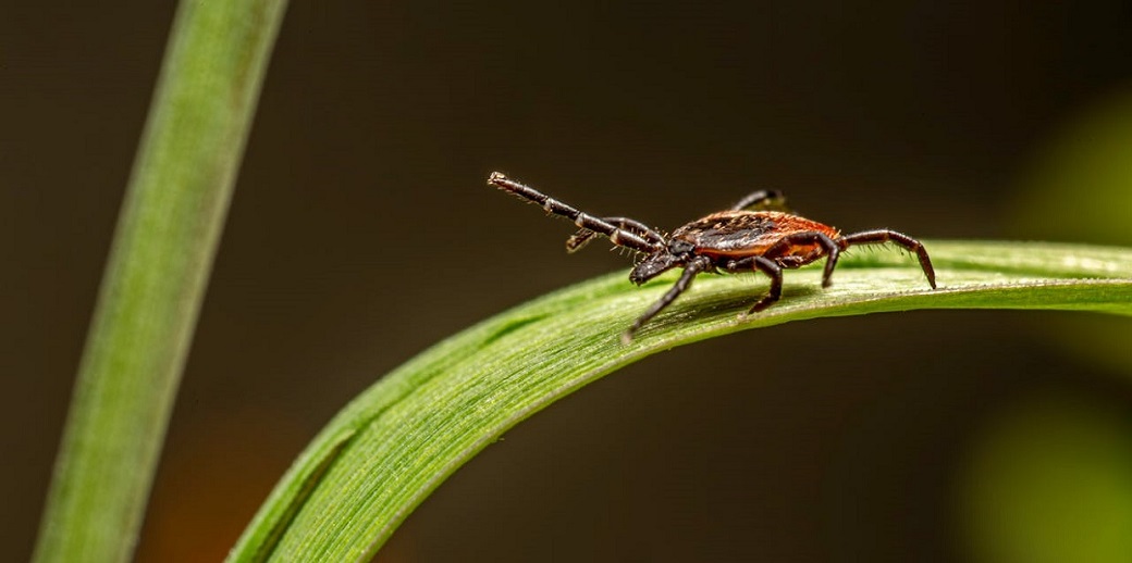 Як захиститися від кліщів у поході та надати першу допомогу: поради для туристів - Robinzon.ua