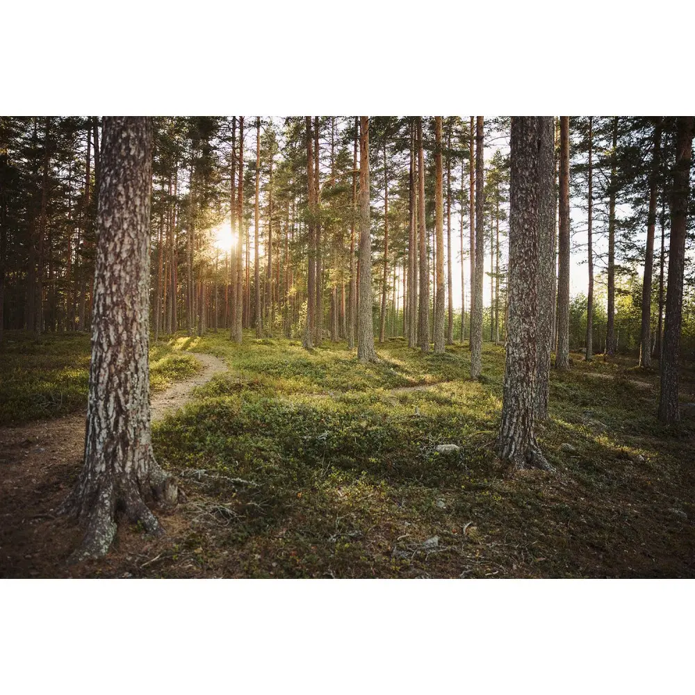 Компас Silva Arc Jet Right для правої руки (SLV 37898) - 8 - Robinzon.ua